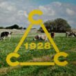 Azienda Agricola Alessandro Criscione logo